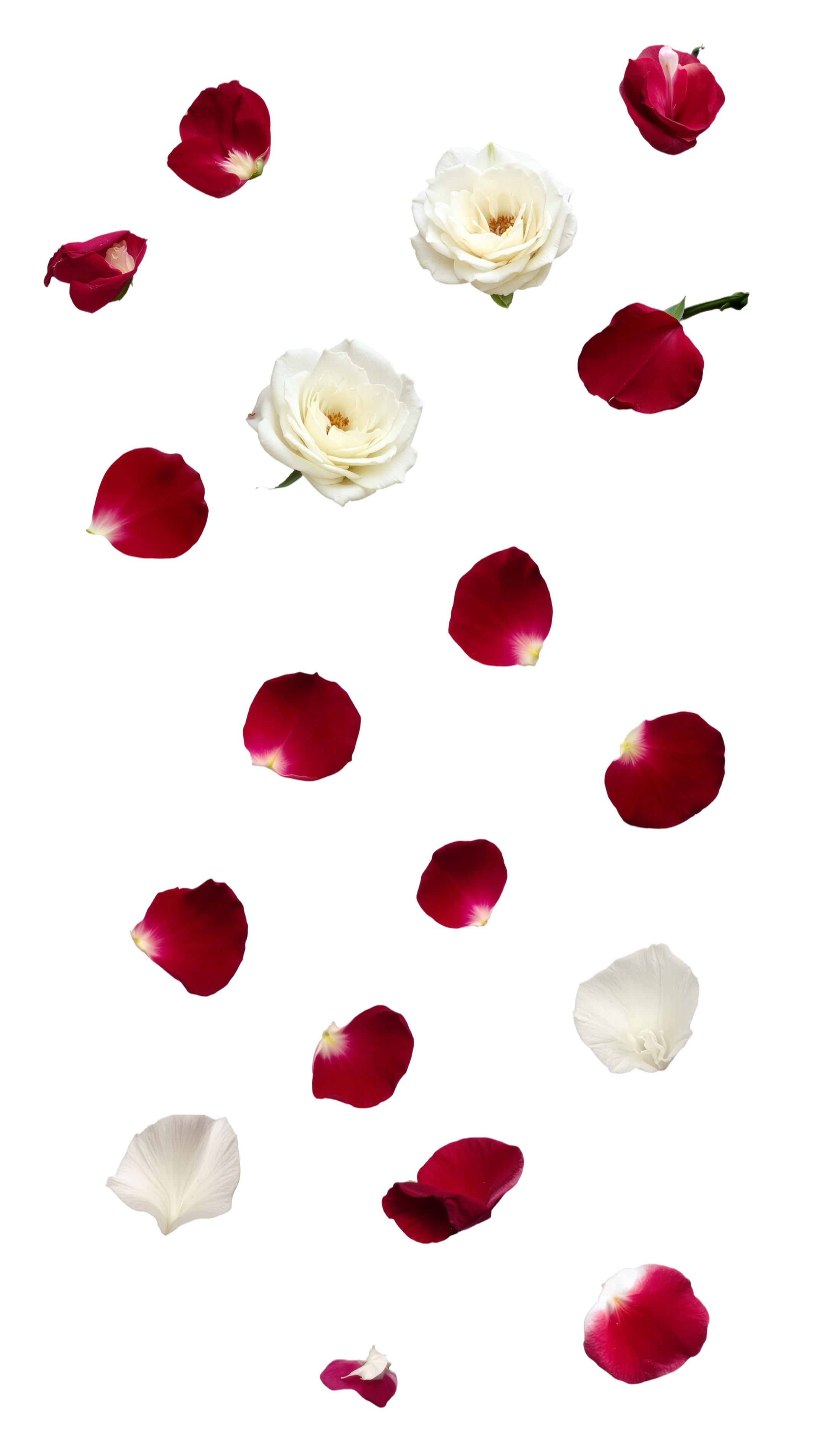 Pétalas de rosa
