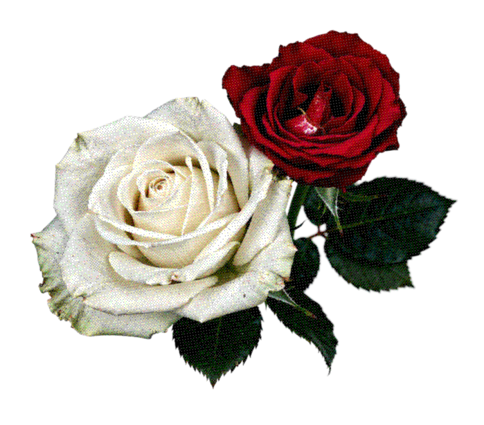 Rosa selo